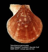 Talochlamys gemmulata (3)